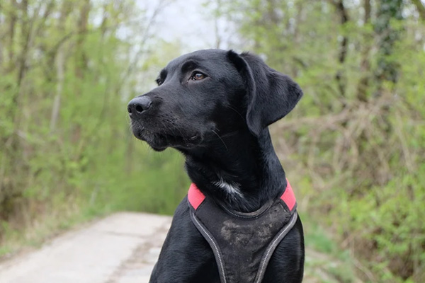 Cucciolo di Labrador che osserva