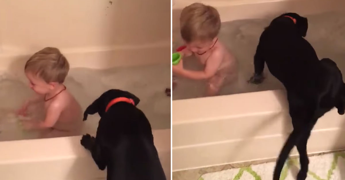Cucciolo di Labrador gioca con un bambino che fa il bagno e il video conquista il web