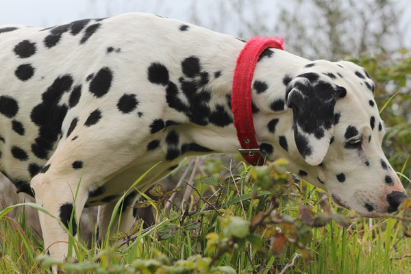 Dalmata che annusa tra l'erba