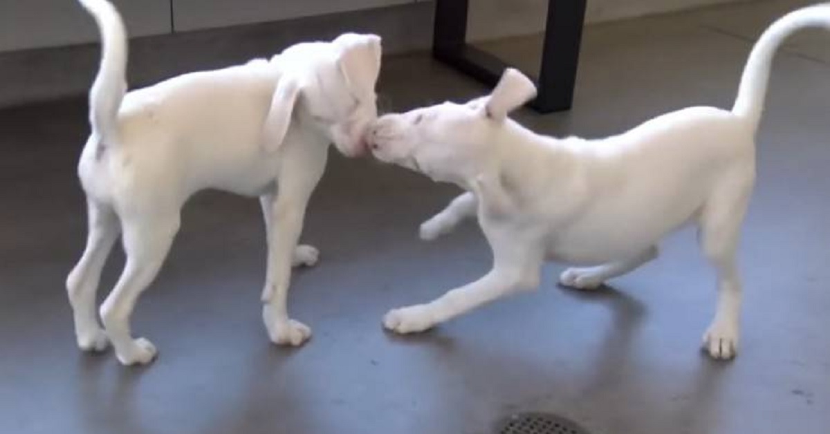 Denver, il cagnolino che aiuta la sorella cieca (video)