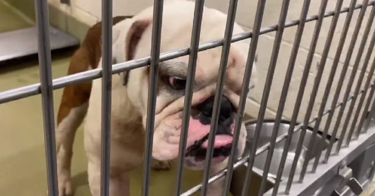 Desdmond, il cane che non vuole andare nella nuova casa(video)