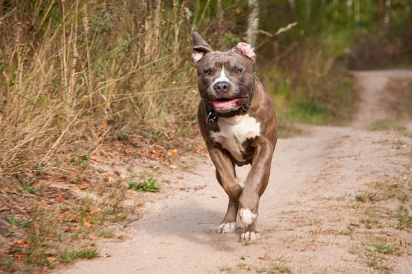 Pitbull che corre