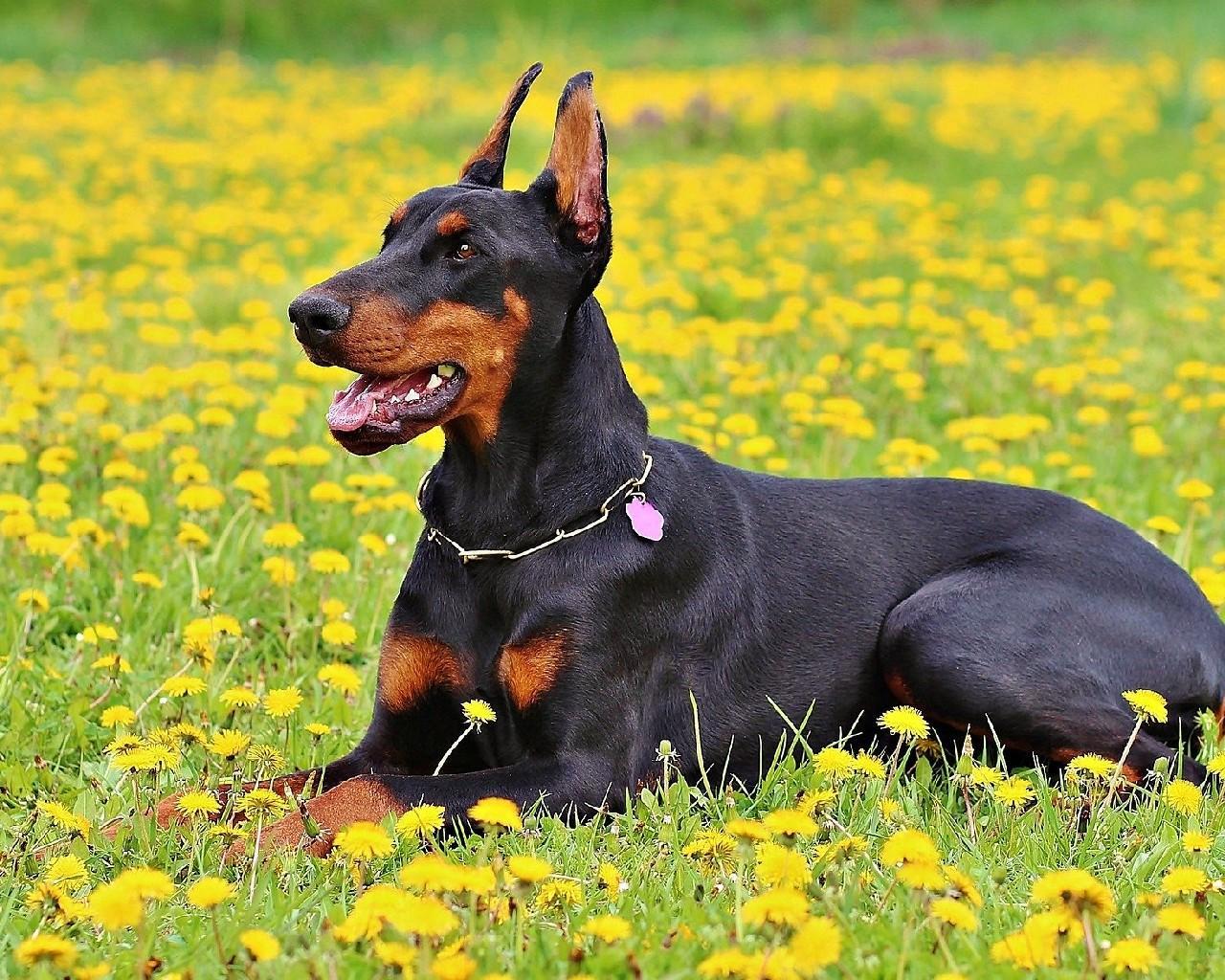 esemplare di dobermann su prato fiorito