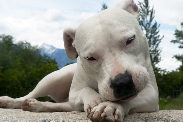 Dogo Argentino sdraiato