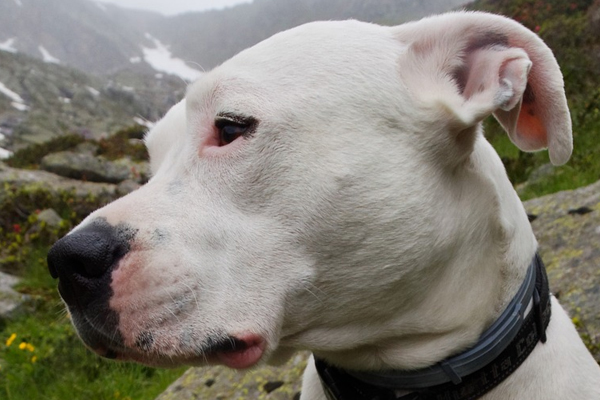 Dogo Argentino che osserva