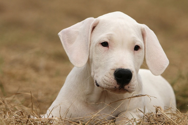 Cucciolo di Dogo Argentino che osserva