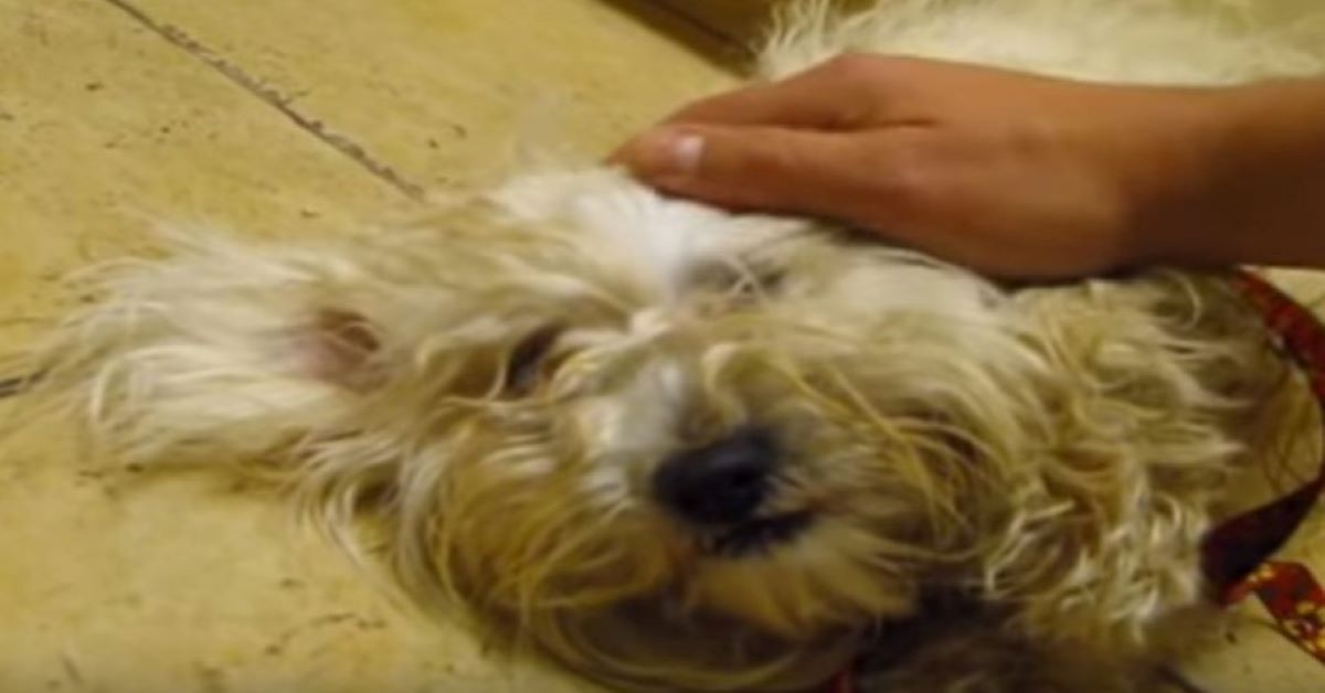 Edie, il cane di un rifugio salvato dall’eutanasia (video)