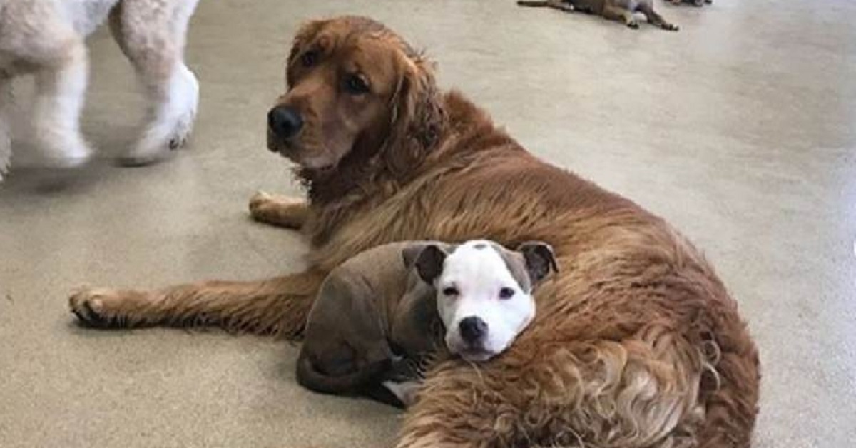 Edna, il cagnolino che non sa dormire da solo (foto)