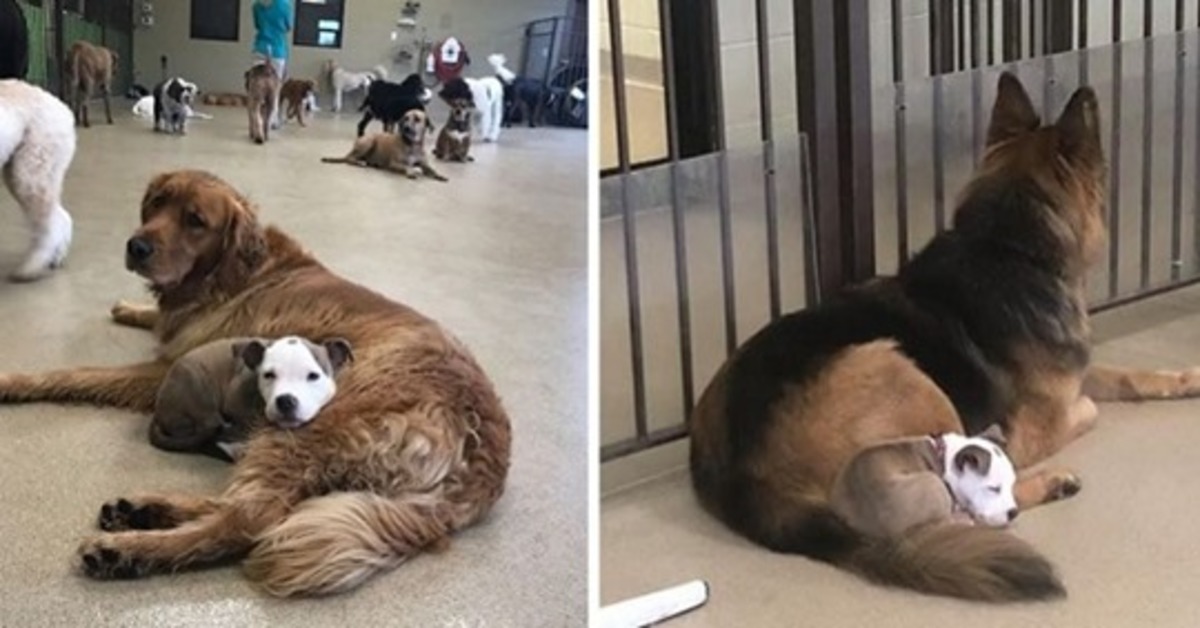 Edna è una cagnolina furbissima: quando dorme si appoggia ai cani più soffici dell’asilo