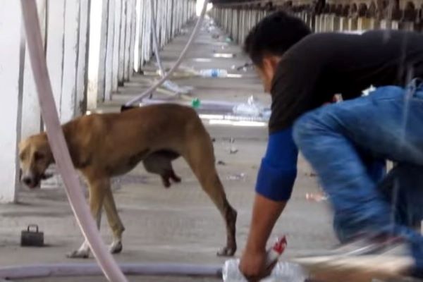 cane investito da un treno