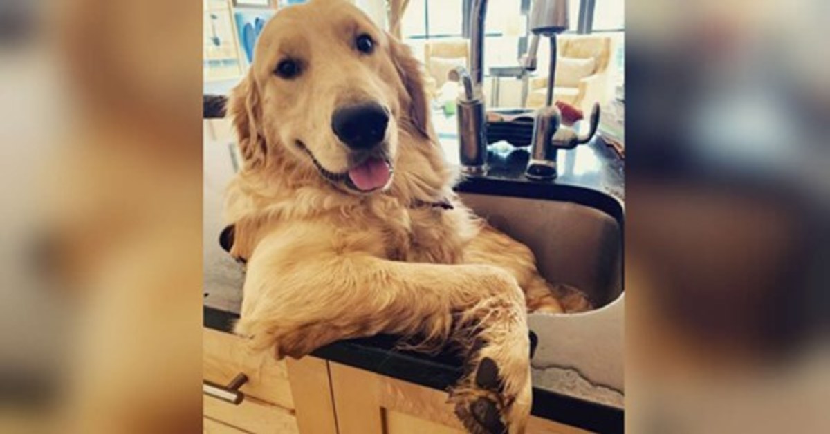 Franklin è un Golden Retriever che ama fare il bagno nel lavandino della cucina