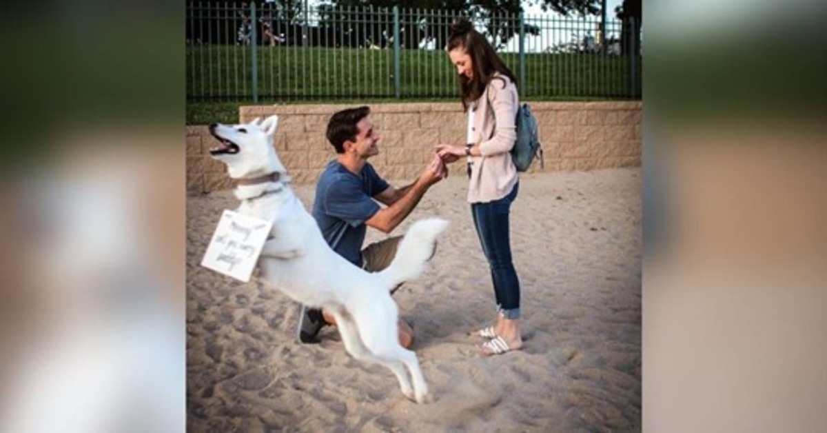 Ghost il cane e la proposta di matrimonio indimenticabile