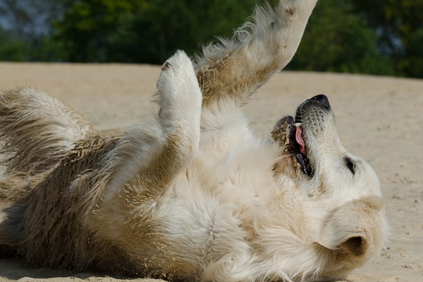 Golden Retriever sdraiato sulla schiena