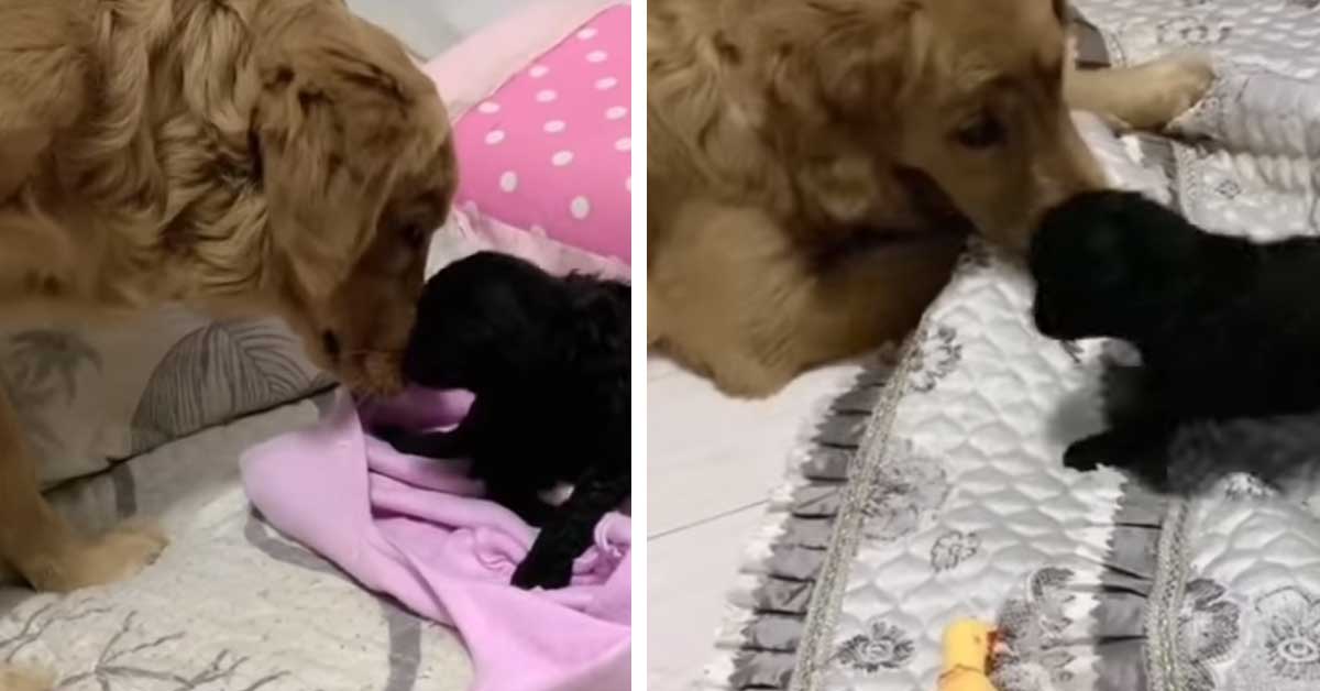Golden Retriever incontra il nuovo cucciolo di casa e il video fa il giro del web