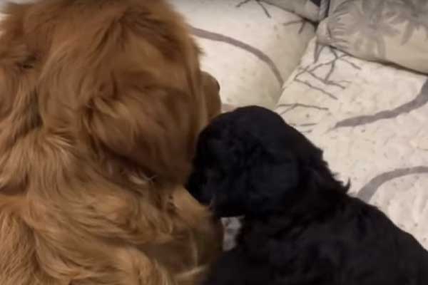 Golden Retriever con un cucciolo