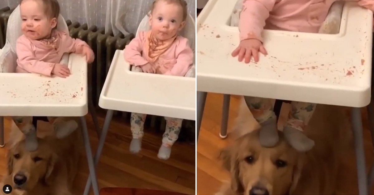 Golden Retriever paziente fa il baby sitter a due bambini (video)