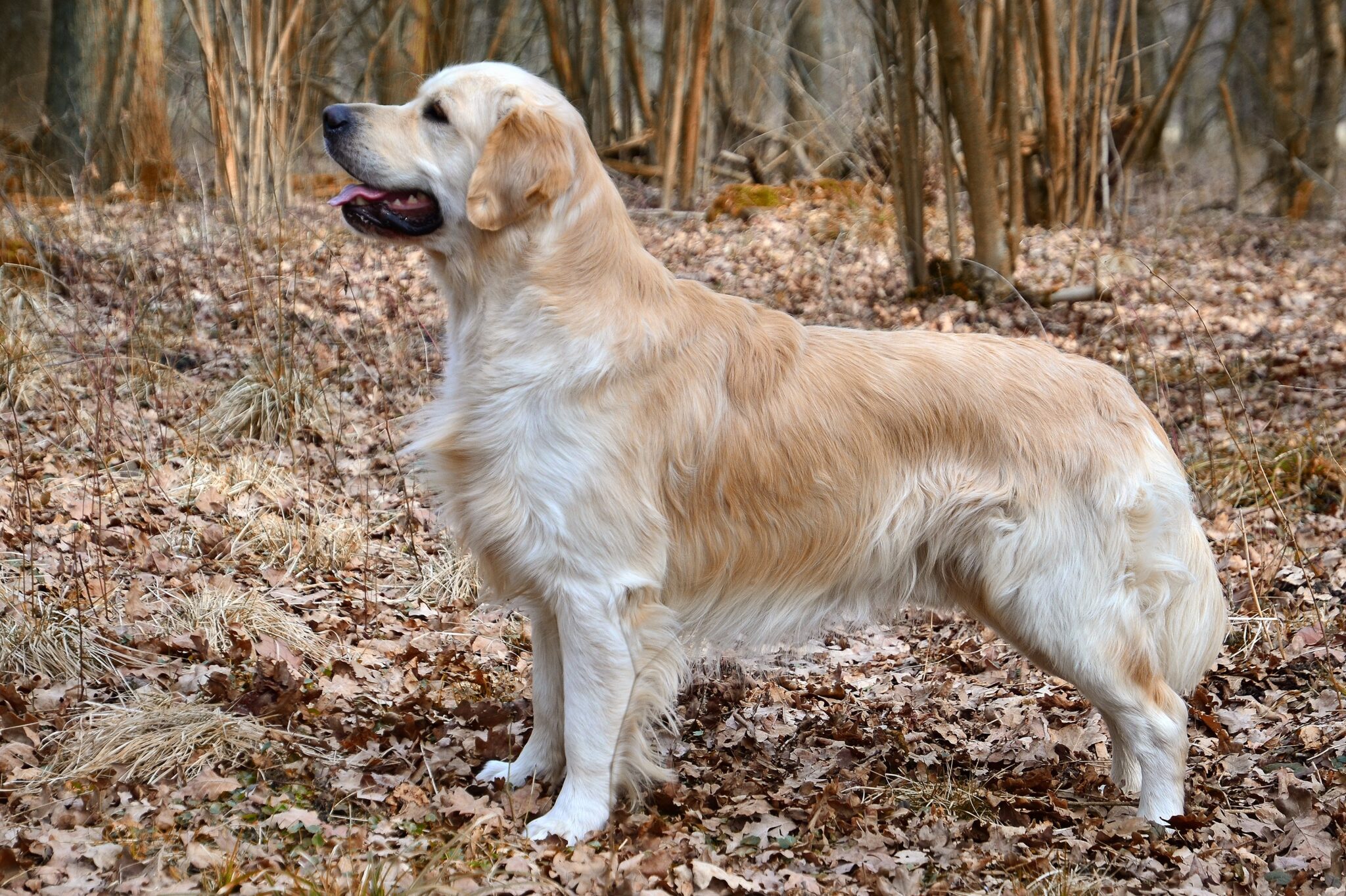 esemplare di golden retriever