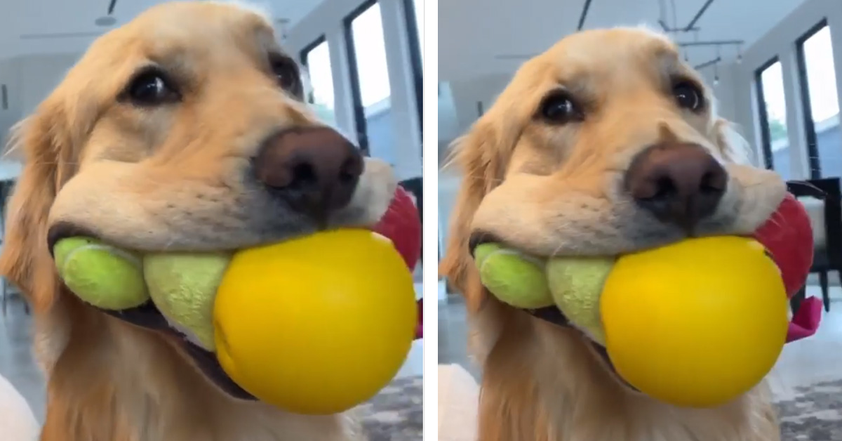 Golden Retriever tiene 4 palline in bocca contemporaneamente e il video conquista il web