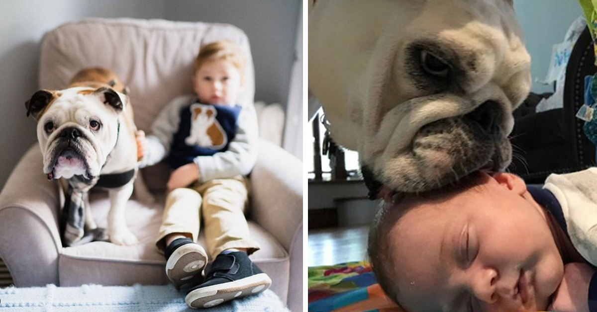 Gunnar, il Bulldog migliore amico dei bambini (video)