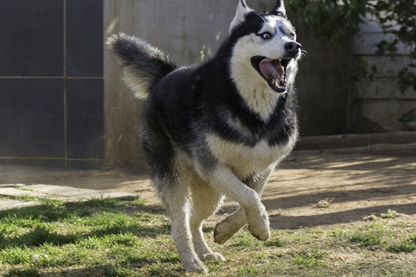 Husky corre