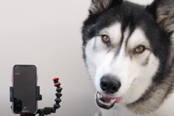 husky cellulare video