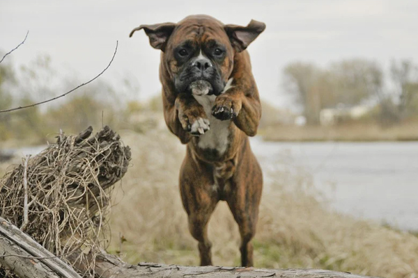 Boxer che salta