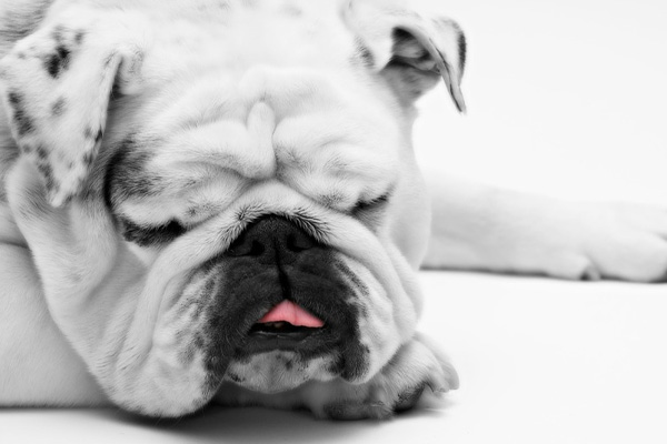 Bulldog che dorme