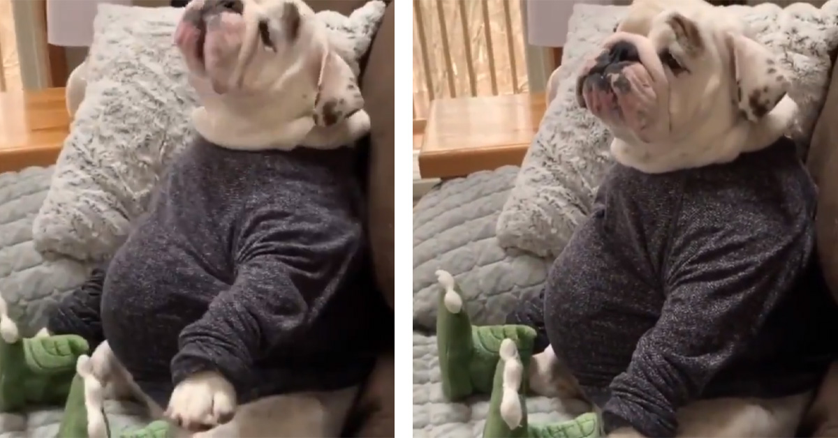 Il Bulldog pigro si gode la quarantena con maglione e stivali e il video conquista il web