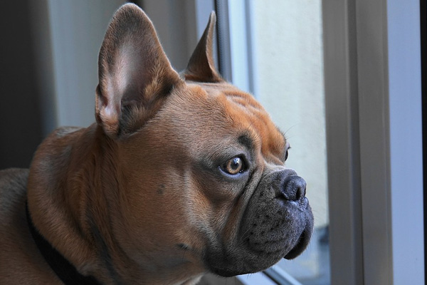 Bulldog che guarda fuori dalla finestra