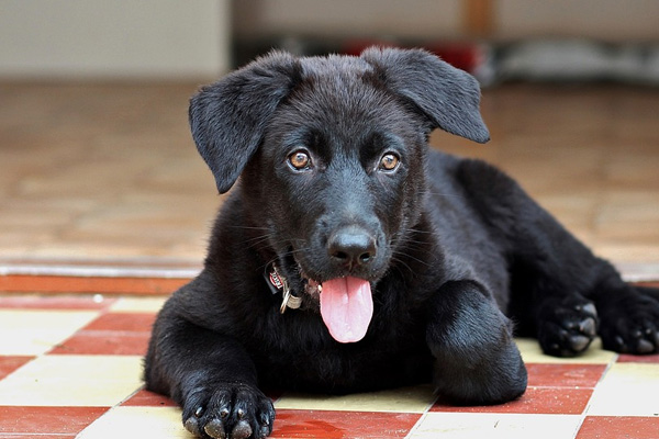 cucciolo di cane solo a casa