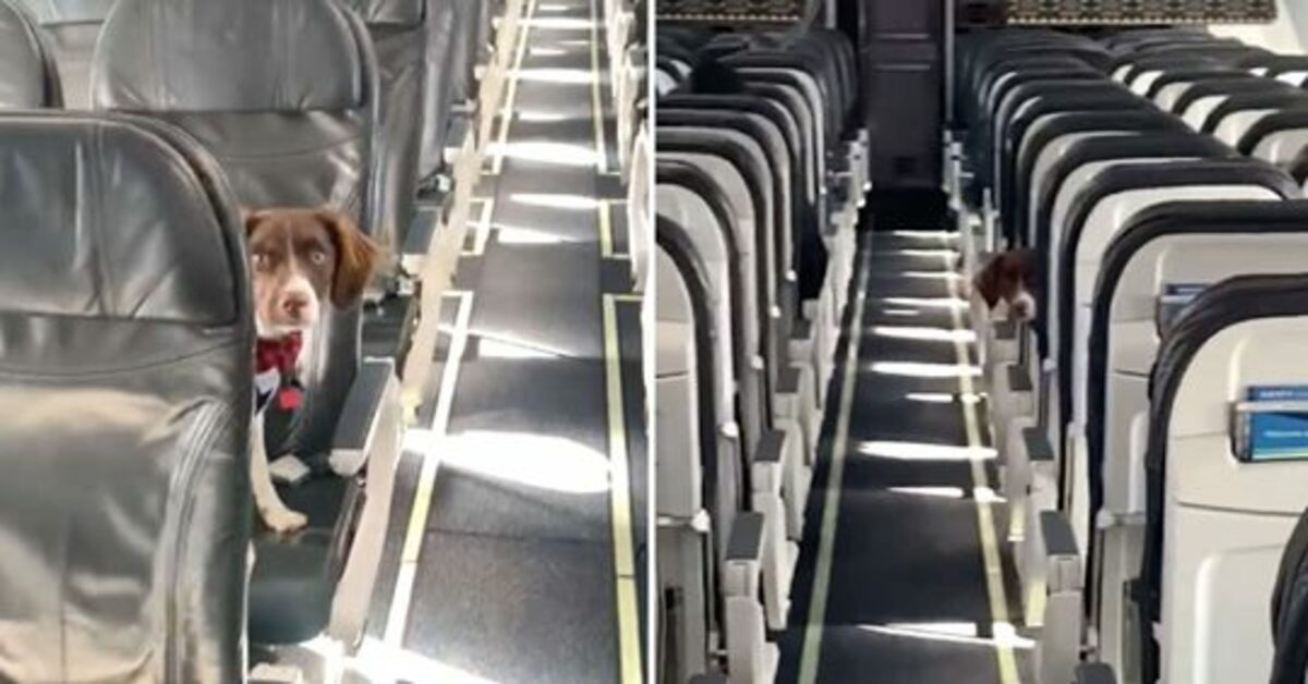 Il cagnolino in aereo gioca a nascondino con l’hostess