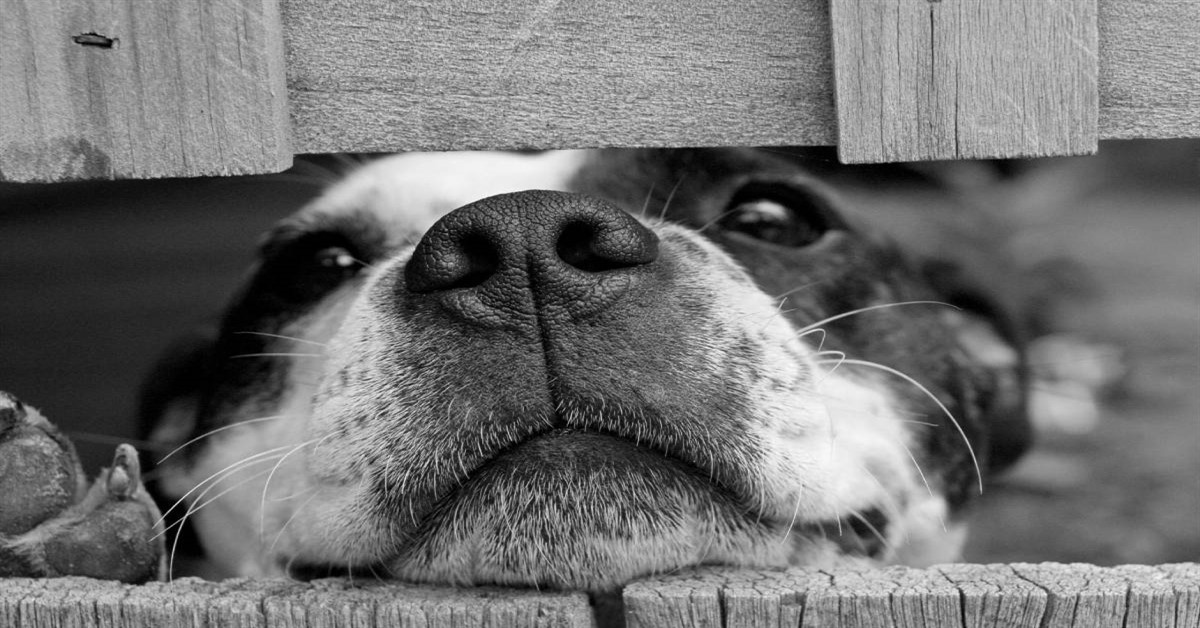 Il cane non vuole lasciare il suo migliore amico, neanche quando viene messo in castigo