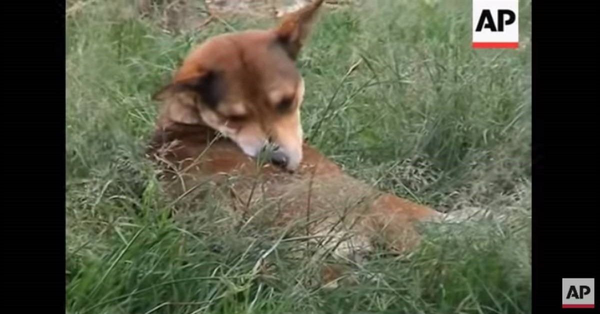 Il cane eroe ha salvato a Nairobi un neonato di due giorni (video)