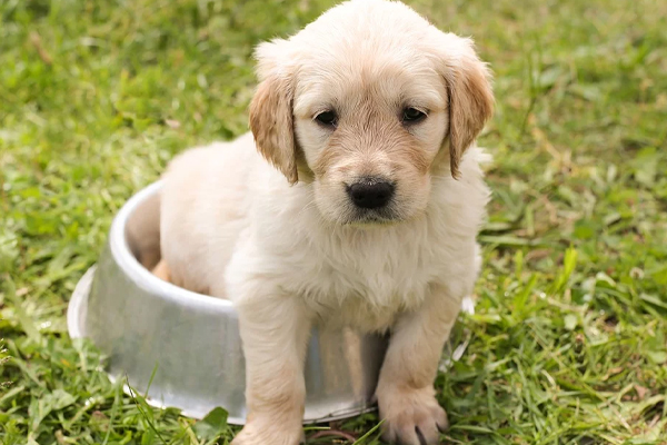 Cucciolo di Golden Retriever dentro ad una ciotola