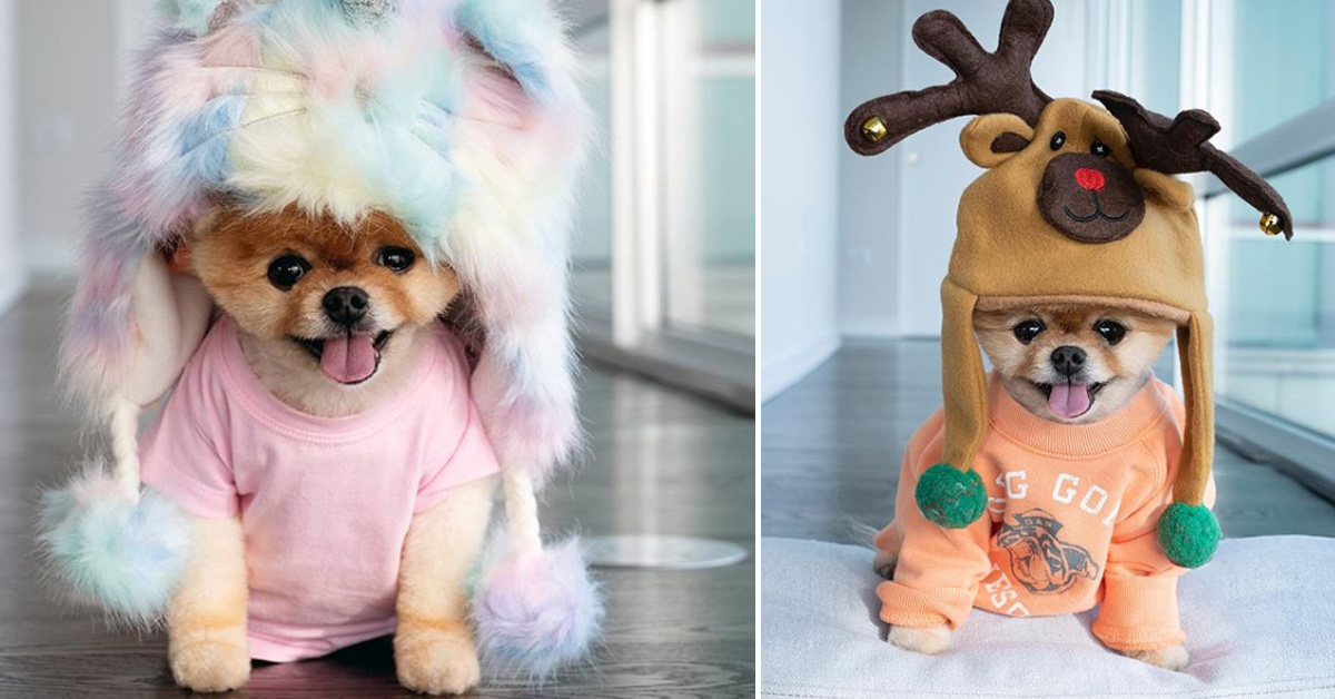 Jiff, il Pomerania che sembra un peluche e fa impazzire tutti sul web (foto e video)