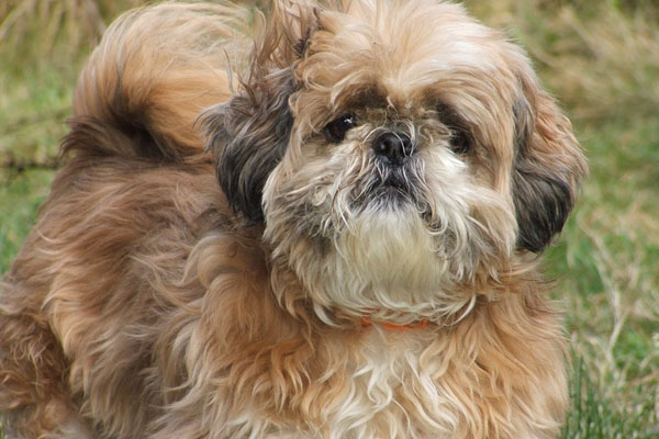 Shih Tzu che osserva