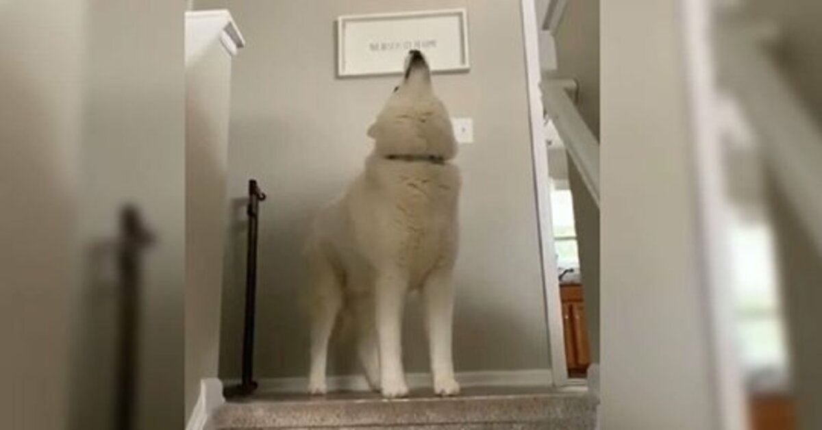 Kodiak, l’Husky pigrone che non ha mai voglia di fare le passeggiate (VIDEO)