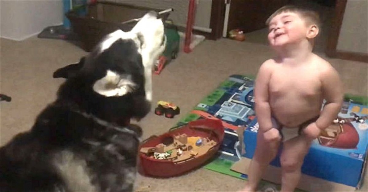 L’Husky “parla” con il suo padroncino di due anni dando vita ad una simpatica scenetta (video)
