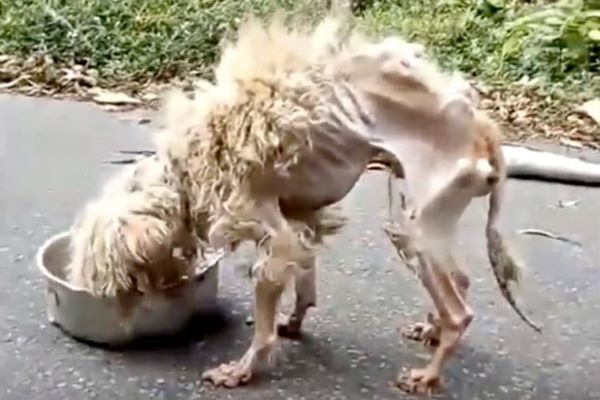 salvador cane randagio video