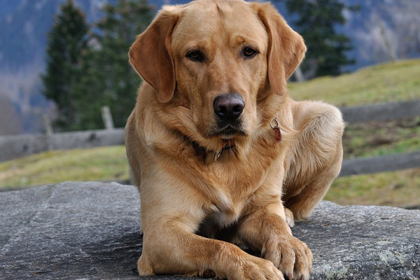 Labrador che osserva