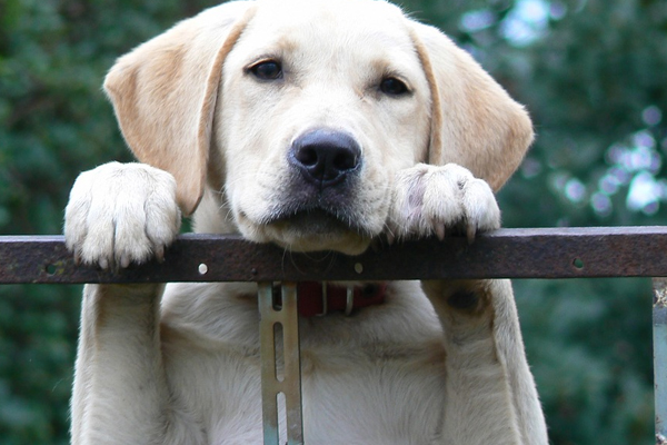 Labrador che osserva