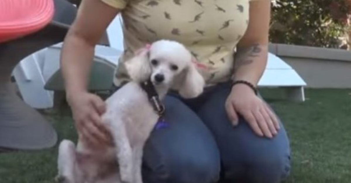 Lady, il cane recuperato dal contenitore della spazzatura (video)