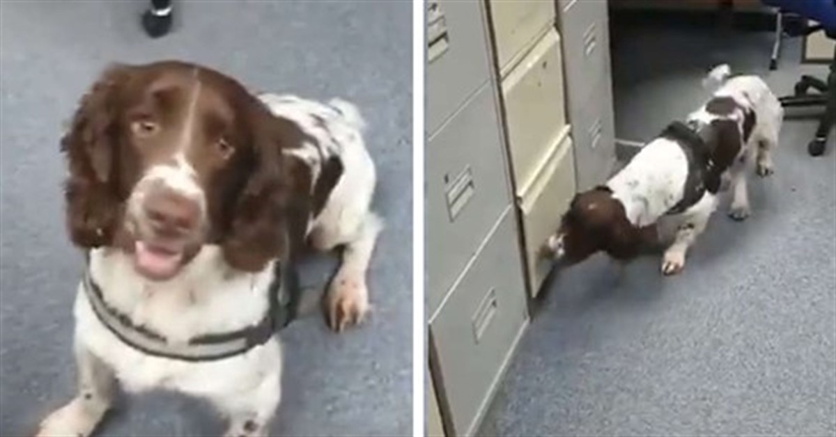 Mac, lo springer spaniel poliziotto addestrato a fiutare la carta igienica (video)