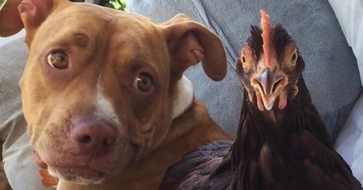 Maggie, la pitbull e la sia amicizia speciale con Rosie la gallina