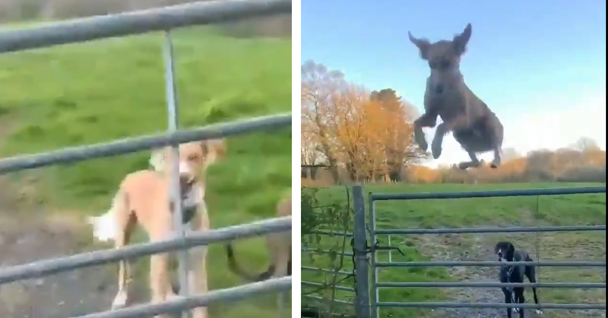 Maldwyn, il “cane elicottero” che salta le recinzioni come un canguro (video)