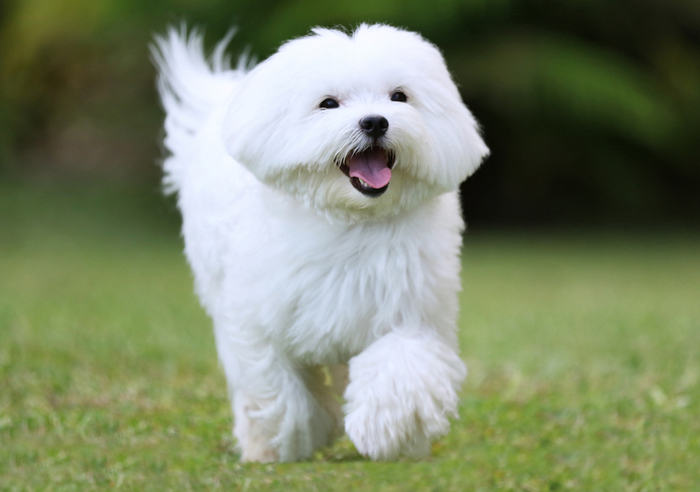 cane Maltese