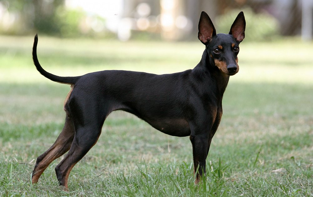 Manchester Terrier su prato