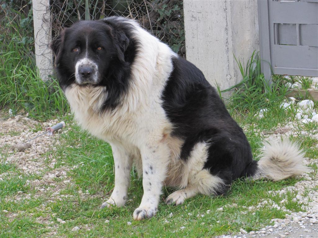 esemplare di cane razza Mannara