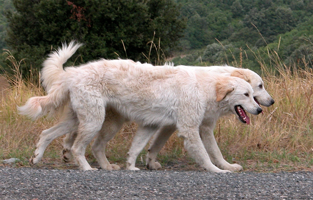 esemplari di Mastino Abruzzese