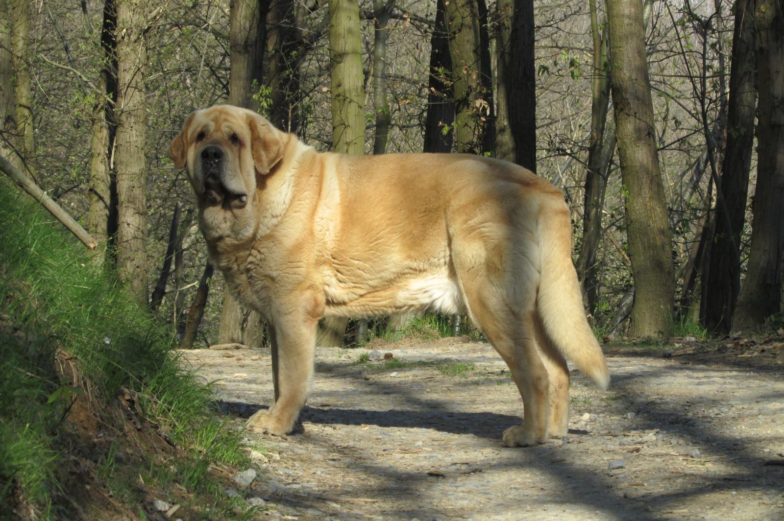 Mastino Spagnolo nel bosco